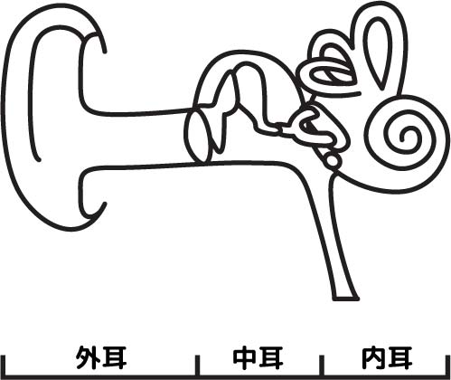 耳の解剖　酵素風呂　ほのぽの　松阪市　森ゆかビューティクリニック