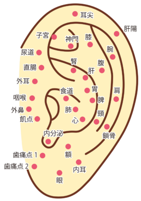 耳つぼの図