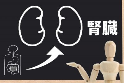 腎臓イメージ